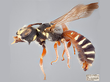 [Psaenythia magnifica male (lateral/side view) thumbnail]